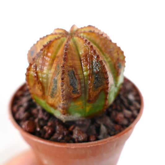 Euphorbia obesa sukkulent med uvanlige brune og grønne mønstre i liten potte