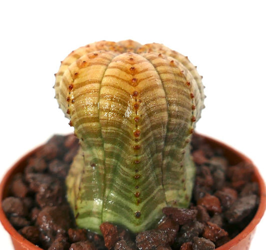 Euphorbia obesa sukkulent med uvanlig stripet mønster og små rødaktige knoller i potte