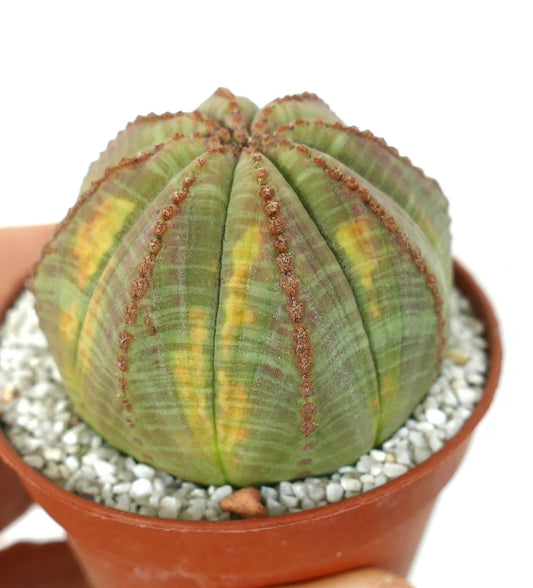 Euphorbia obesa succulent cactus with rounded ribbed body and subtle variegation in small pot