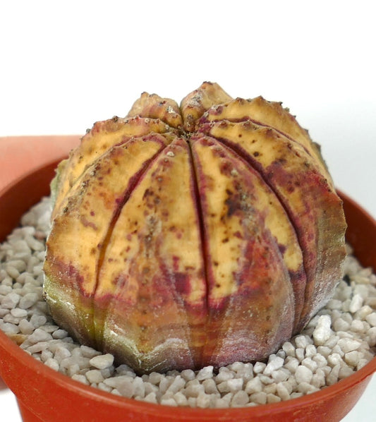 Euphorbia obesa Sukkulent mit rundlichem, geripptem Körper und gefleckter gelb-violetter Färbung