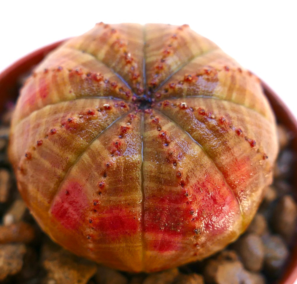 둥근 갈래와 뚜렷한 붉은 무늬가 있는 유포르비아 오베사 다육 선인장