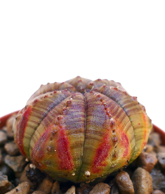 Euphorbia obesa succulent with rounded ridges and distinctive red markings on stem segments