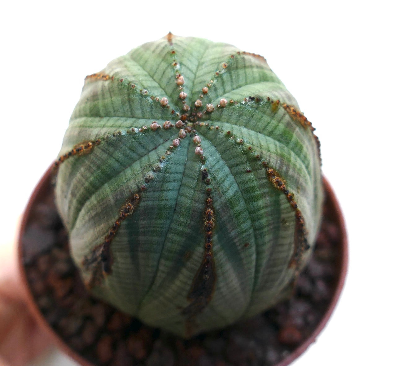 Euphorbia obesa rare succulent cactus with rounded shape and subtle vertical stripes