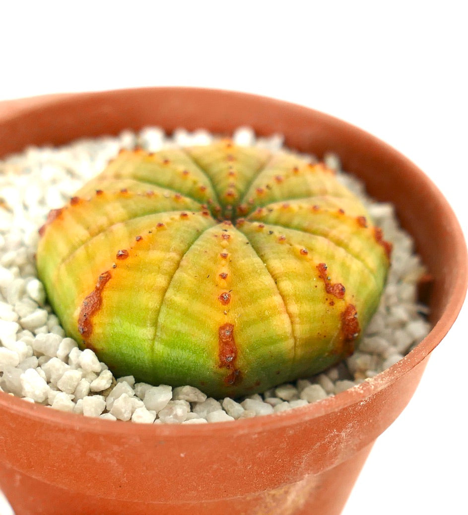 Euphorbia obesa succulent cactus with rounded ribbed body and small brown areoles in terracotta pot