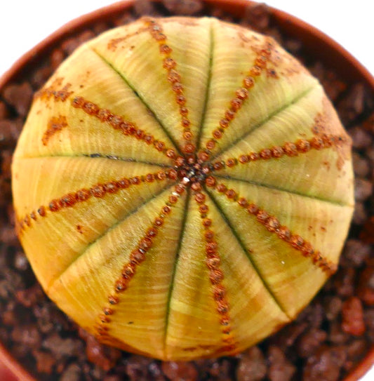Euphorbia obesa YELLOW BALL C35