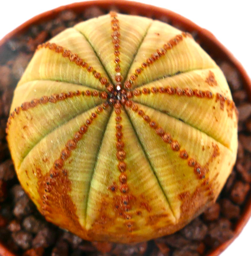 Euphorbia obesa YELLOW BALL C35