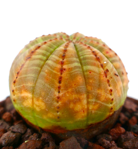 Euphorbia obesa YELLOW BALL SELECTED 205