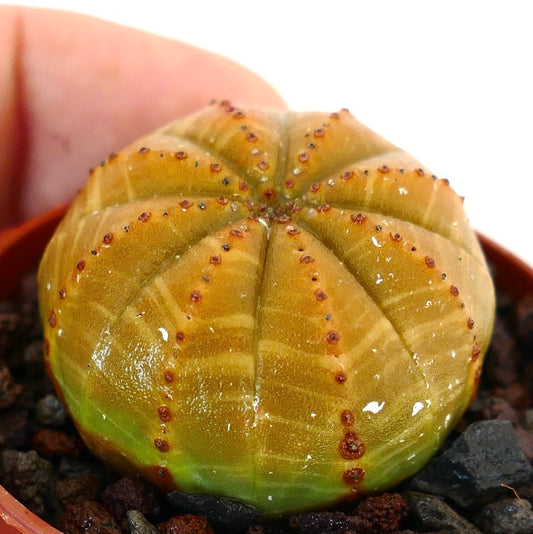 Euphorbia obesa succulent ball-shaped cactus with yellow-green ridges and small brown areoles