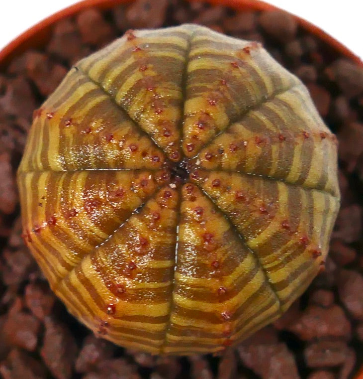 ユーフォルビア・オベサ 多肉植物、黄色と茶色の縞模様がある球形の茎と小さな赤いこぶ