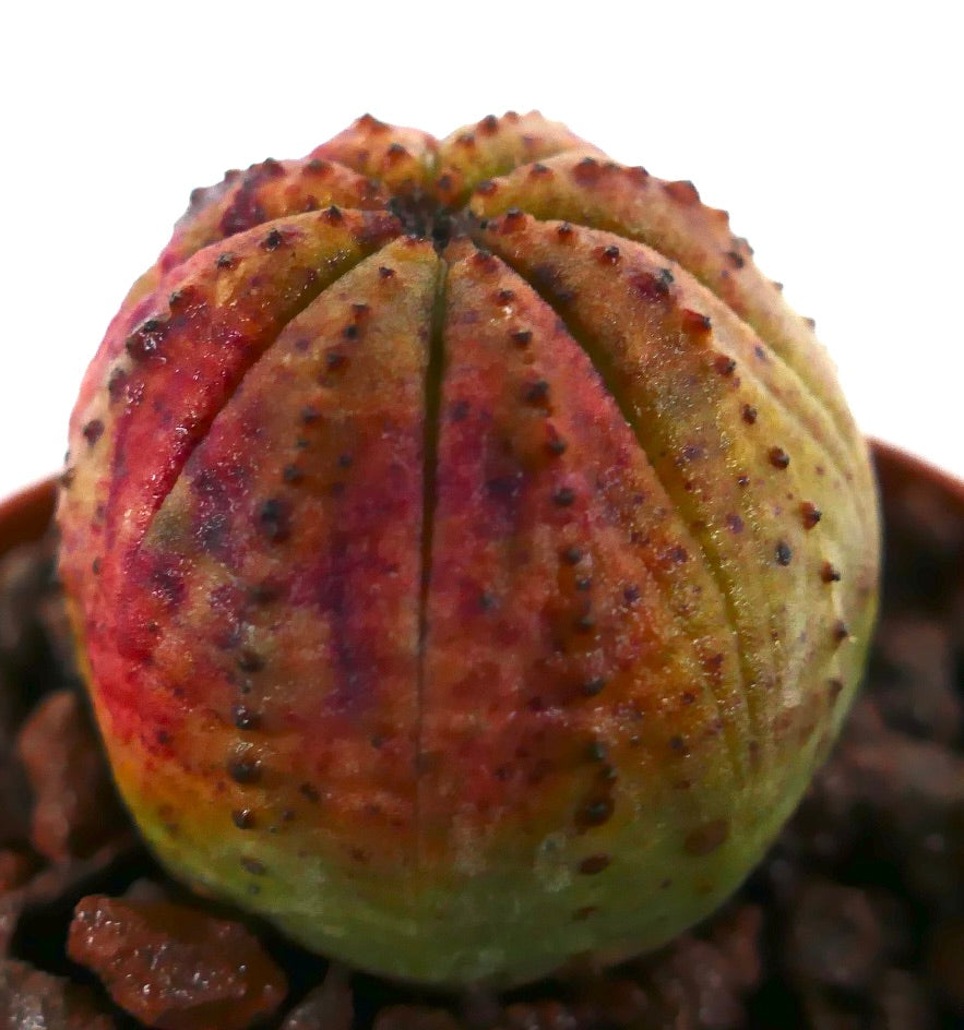 Euphorbia obesa sjelden sukkulent kaktus med avrundet ribbet kropp og flerfarget veksling