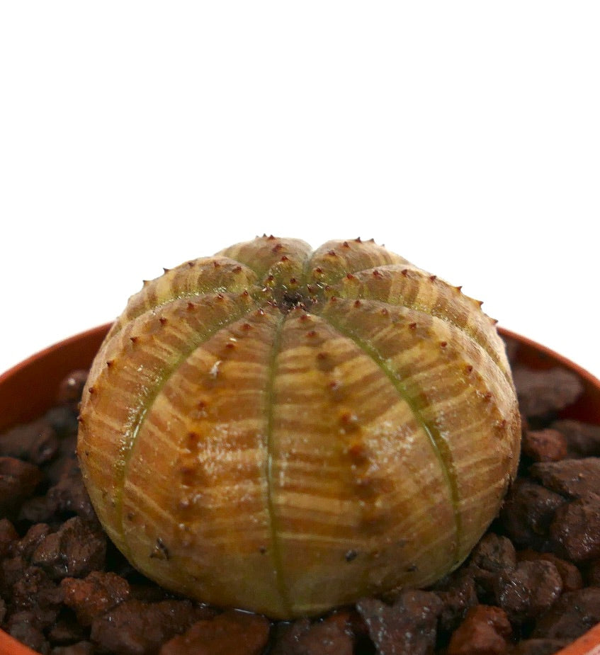 Cactus succulent Euphorbia obesa avec structure côtelée et petites épines en pot
