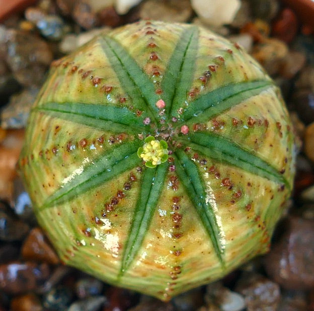 Euphorbia obesa succulent with yellow-green variegated ribs and small central flower