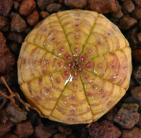 Euphorbia obesa Sukkulente Kaktus mit gelb-grün gestreiftem, bunt gefärbtem Muster und abgerundeter Form
