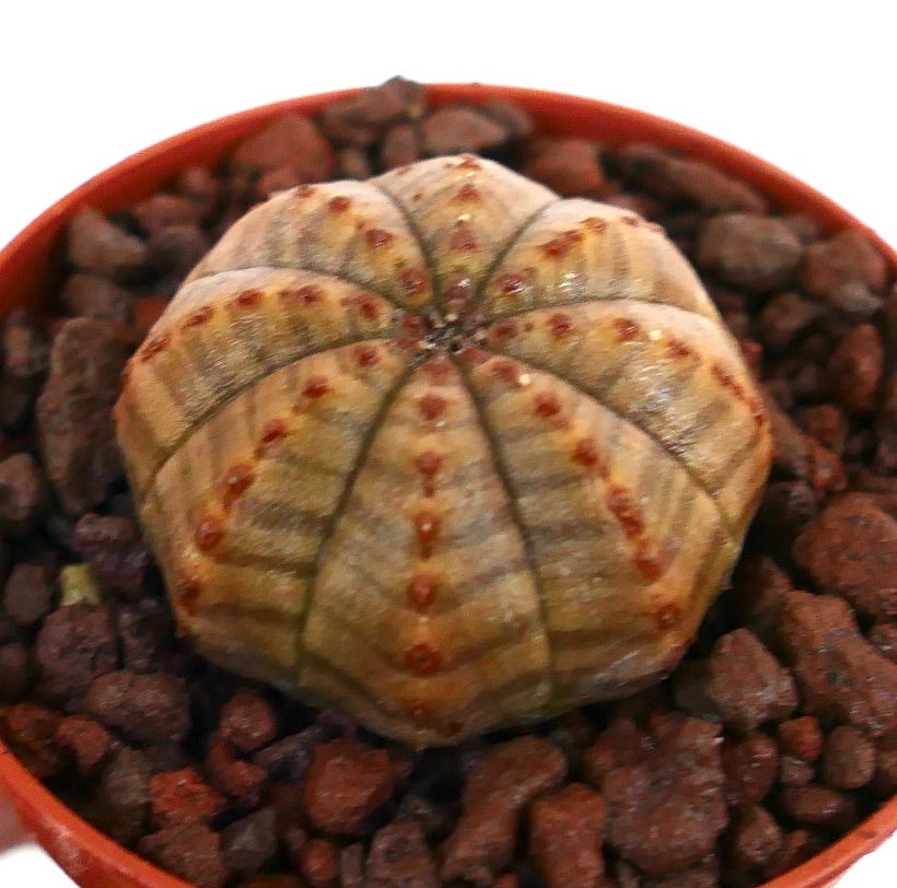Succulenta Euphorbia obesa con corpo arrotondato e costolato e piccoli tubercoli marroncini in vaso