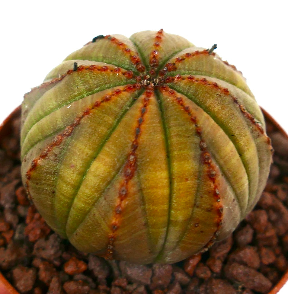 Euphorbia obesa YELLOWISH-BROWNISH & RED LINES A123