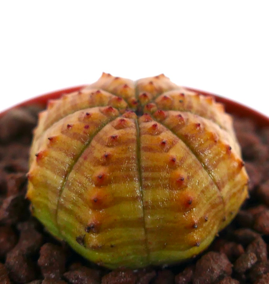 نبتة صبار عصارية يوڤوربيا أوبيسا بهيكل ضلعي ونتوءات صغيرة ذات أطراف حمراء