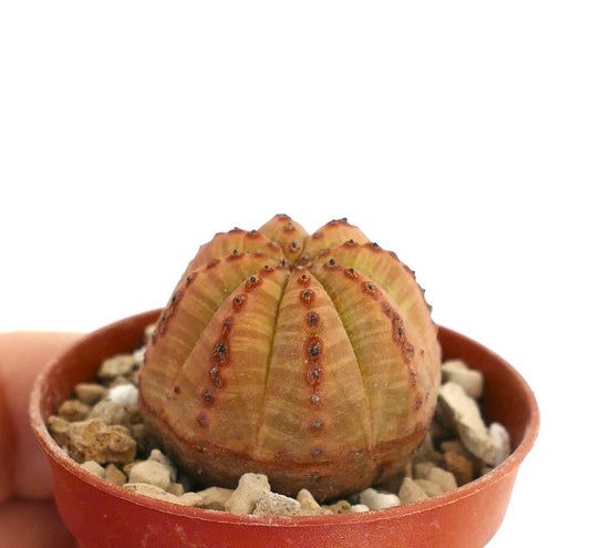 ユーフォルビア・オベサ 珍しい多肉植物 サボテン リブ状のオレンジ色の胴体と小さな濃い点が特徴