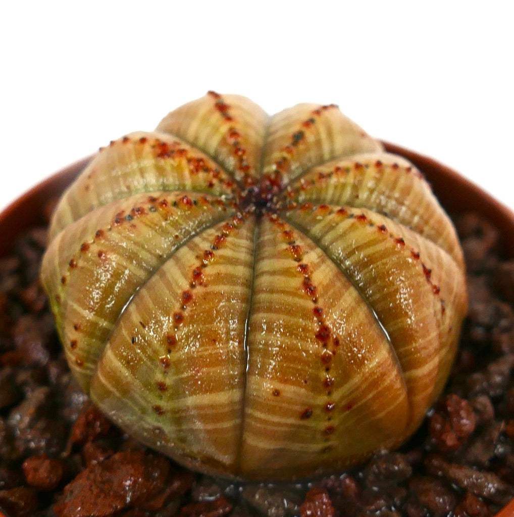 Euphorbia obesa sukkulent kaktus med avrundet ribbet kropp og små brune areoler