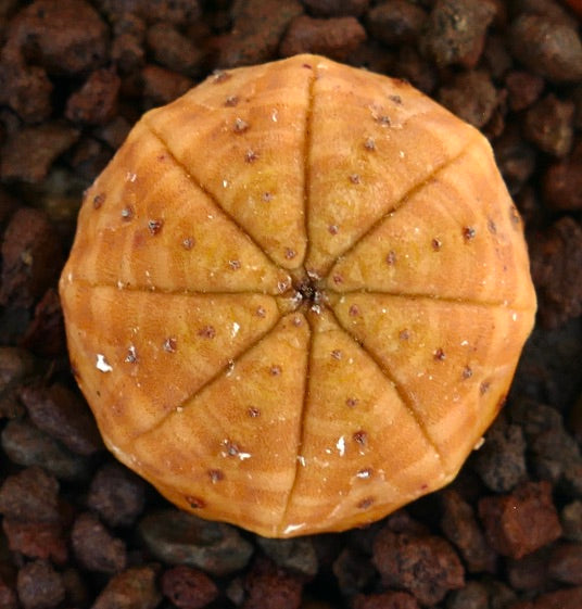Euphorbia obesa succulenta rotonda con corpo costolato giallo-arancio e piccole macchie marroni