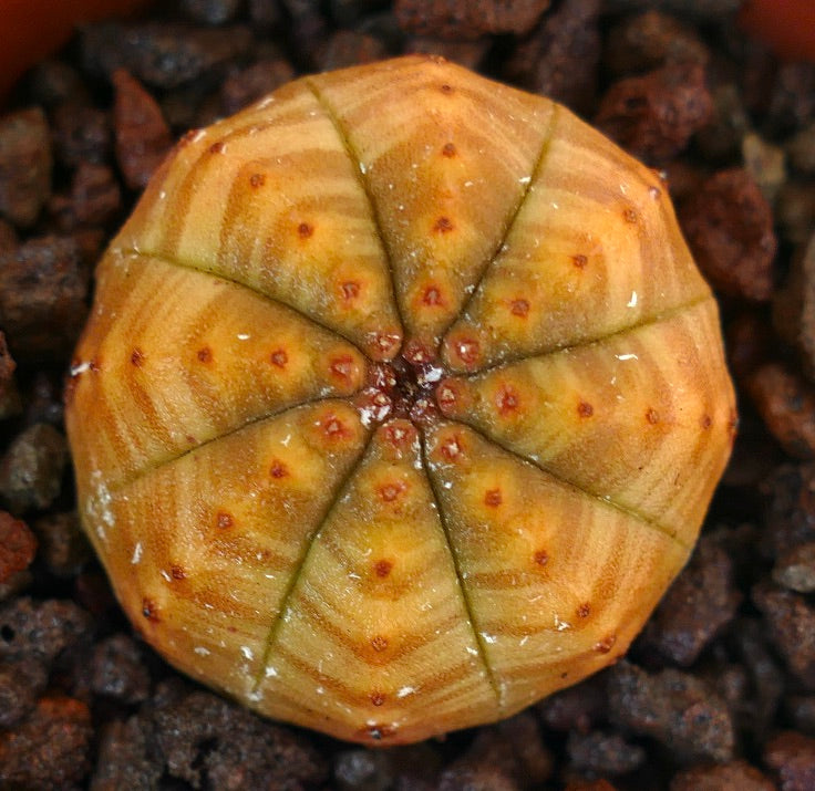 Euphorbia obesa succulent cactus with yellow striped ribbed body and small red areoles