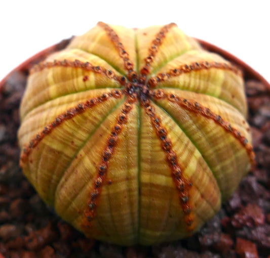 Euphorbia obesa, cactus succulent avec un corps côtelé rayé de jaune et de petites aréoles brunes
