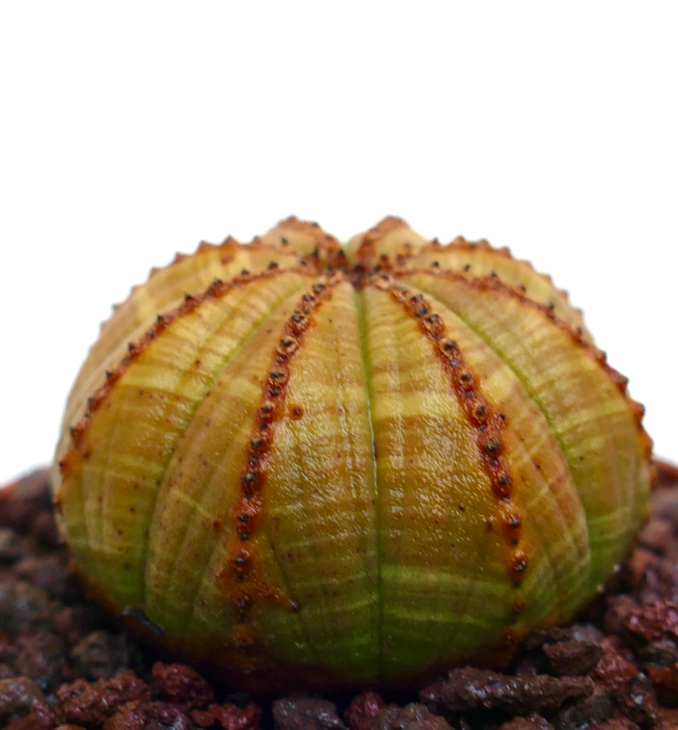 Euphorbia obesa, cactus succulent avec un corps arrondi cannelé et de petites épines brunes