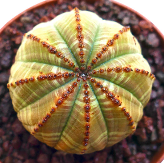 Cactus succulent Euphorbia obesa avec un motif rayé jaune et des arêtes texturées