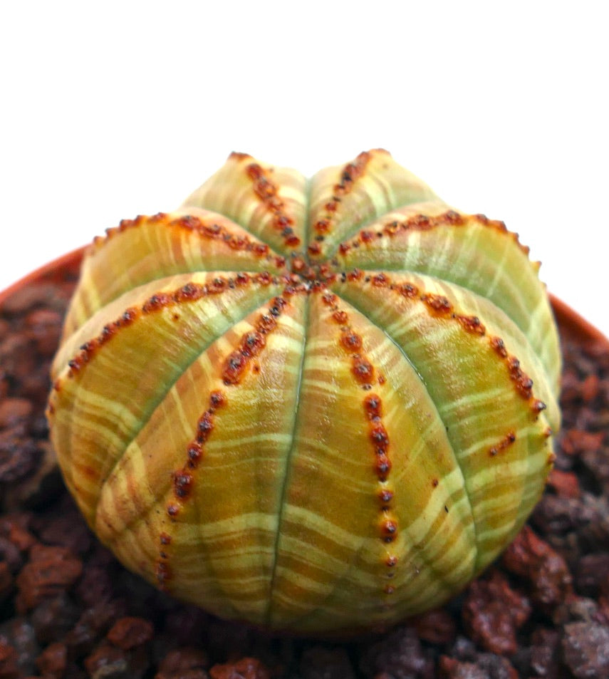 Euphorbia obesa sukkulent med gulfarget variasjon og teksturerte brune tuberkler i potte