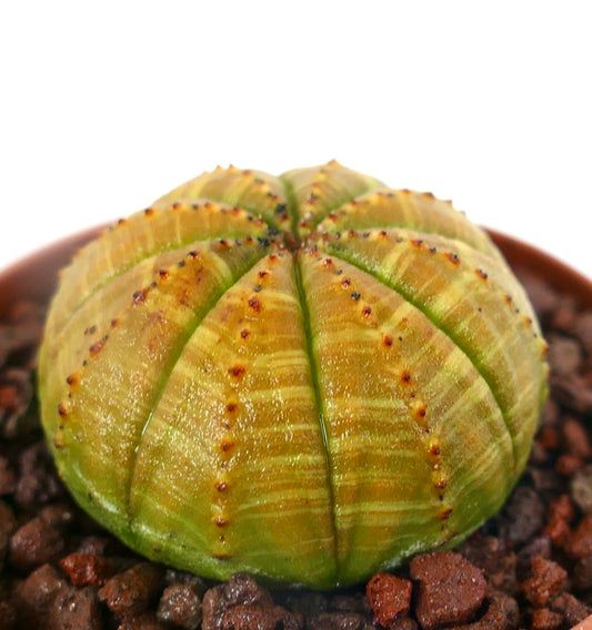 Euphorbia obesa sukkulent kaktus med gul striata-variasjon og små brune areoler
