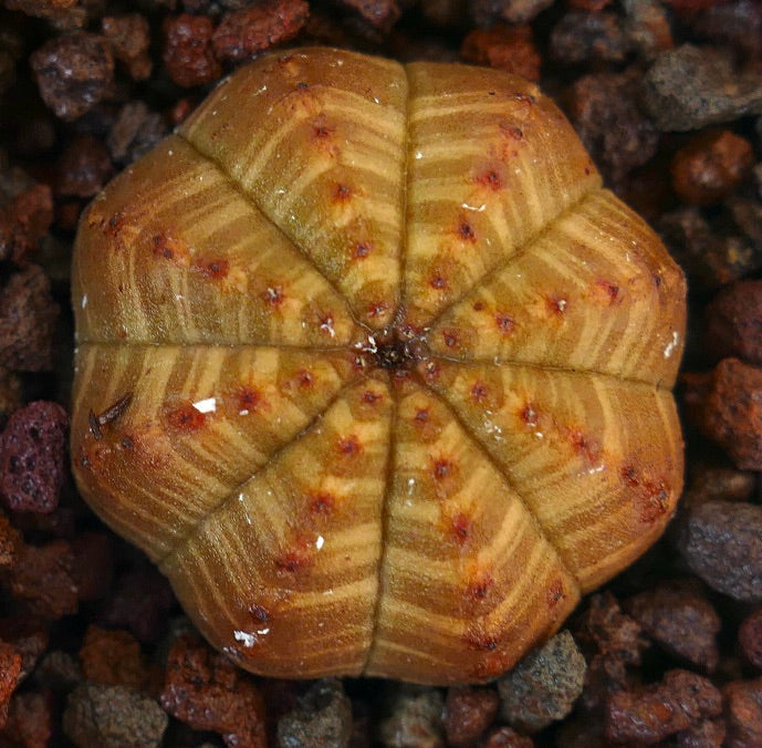 Succulenta Euphorbia obesa con motivo giallo striato e corpo costoluto a forma di stella