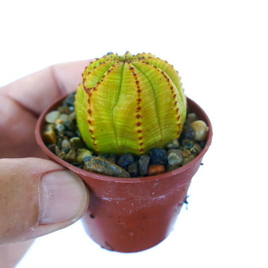 Hand holding a potted Euphorbia obesa variegated form, small yellow-green ball-shaped succulent with ribbed structure and vertical brown ridges.