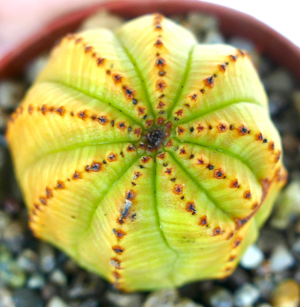Close-up side view of Euphorbia obesa yellow variegated succulent, rounded cactus-like form with vertical ribs and distinct brown spots along the ridges, grown in rocky soil.
