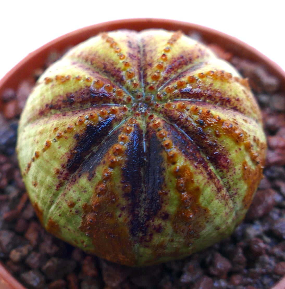 丸みを帯びた形状と特徴的な黄色と茶色の模様があるユーフォルビア・オベサ多肉植物