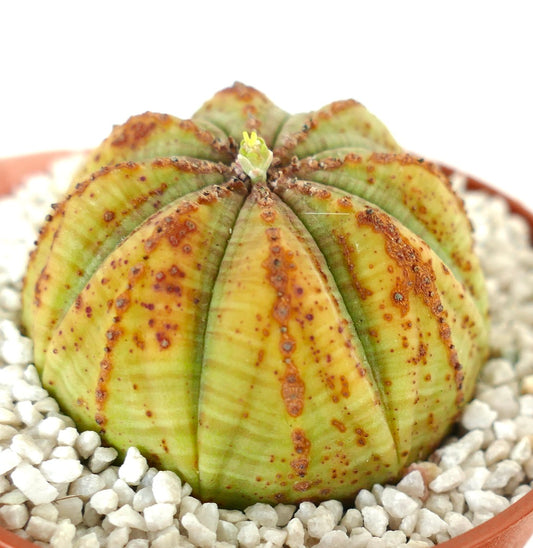 Euphorbia obesa Sukkulente Kaktee mit abgerundeten Rippen und braun gesprenkelten Zeichnungen
