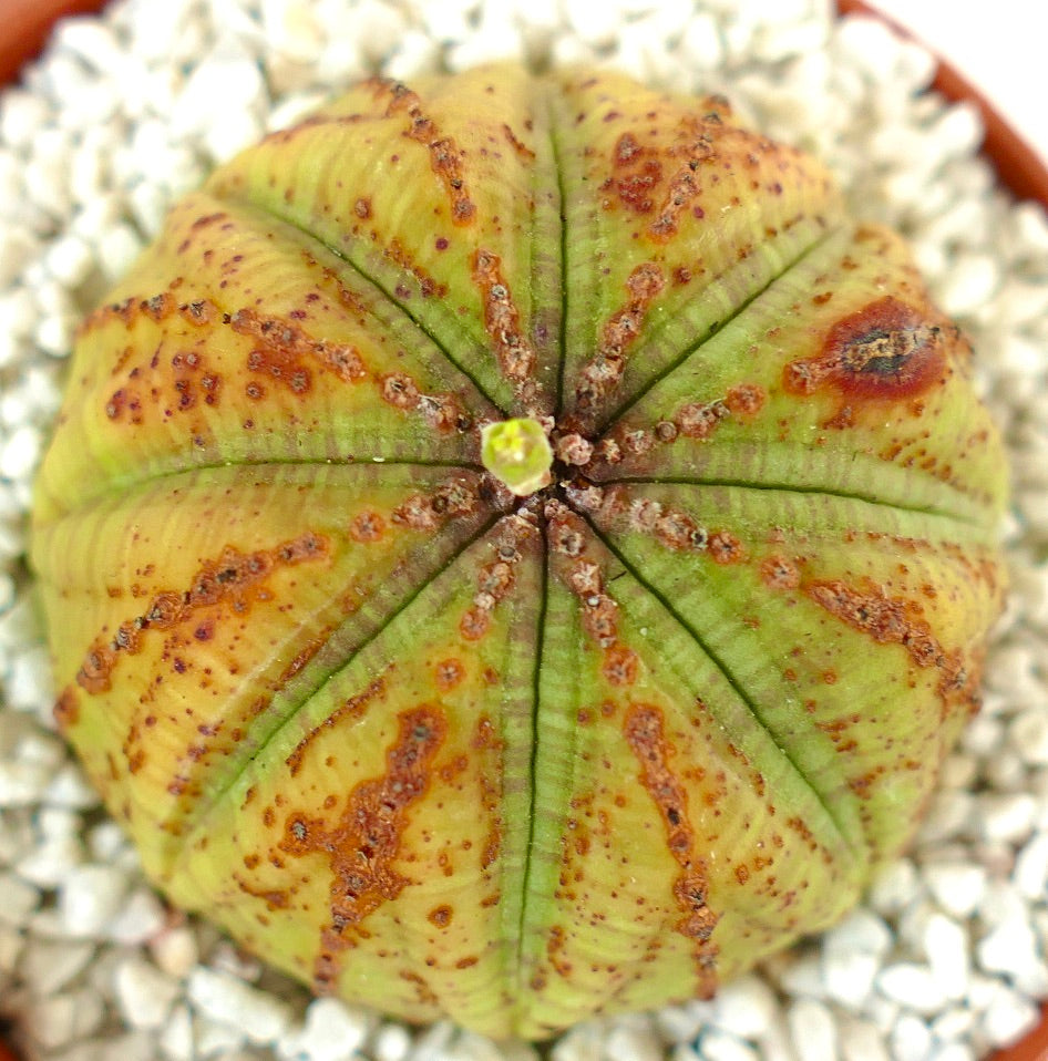 Euphorbia obesa succulent cactus with rounded shape and distinctive brown marks and dots
