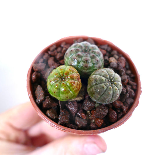 Euphorbia obesa liten sukkulent kaktus med avrundede ribbede kropper i ulike grønntoner