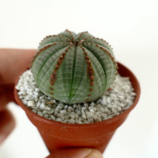 Euphorbia obesa Sukkulente mit rundem, geripptem Körper und braunen, strukturierten Linien im kleinen Topf