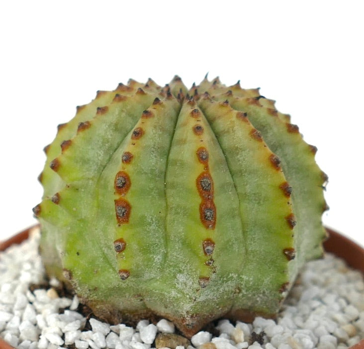 Euphorbia obesa x Euphorbia horrida suculenta rara con cuerpo verde acanalado y areolas marrones