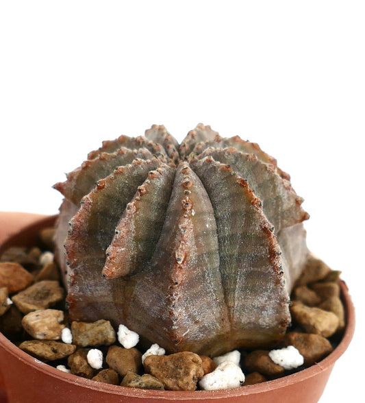Euphorbia obesa x euphorbia horrida gray succulent cactus with ribbed, textured surface and small spines