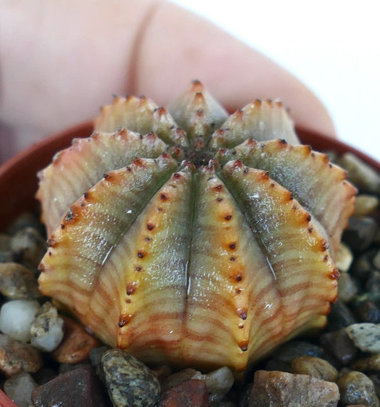 Euphorbia obesa x horrida seen from the side, showing its rounded body with sharp vertical ribs, striped green and orange coloration, and rows of raised tubercles along each ridge.