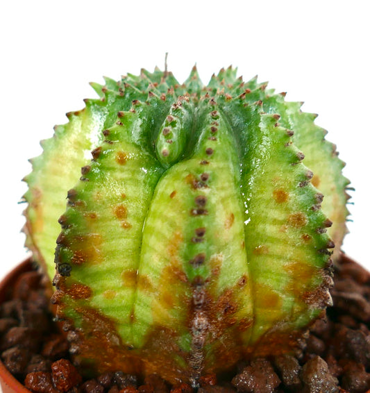Euphorbia obesa x horrida (KIKKO VARIEGATED) 19TP