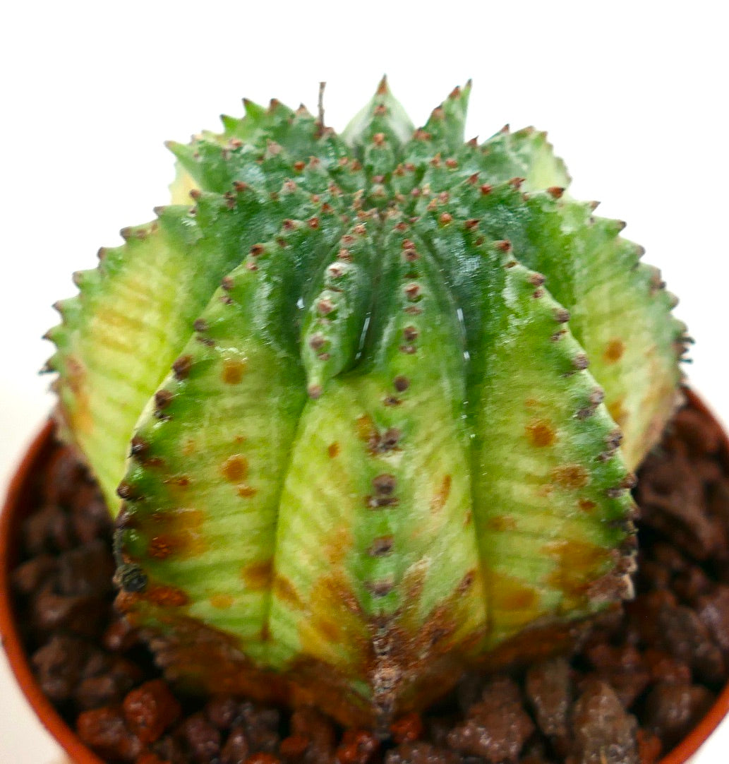 Euphorbia obesa x horrida (KIKKO VARIEGATED) 19TP