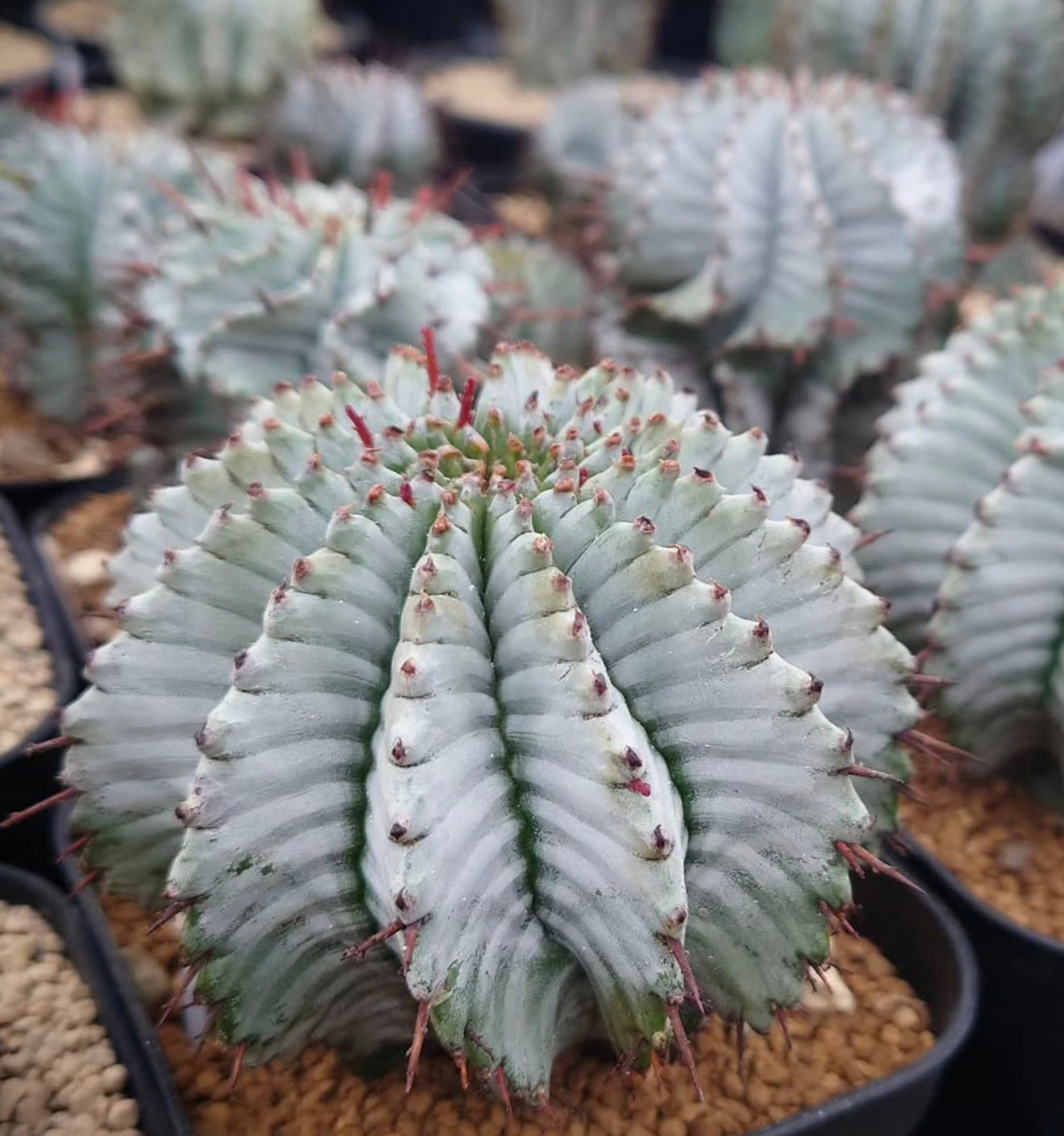 Euphorbia polygona SEEDS