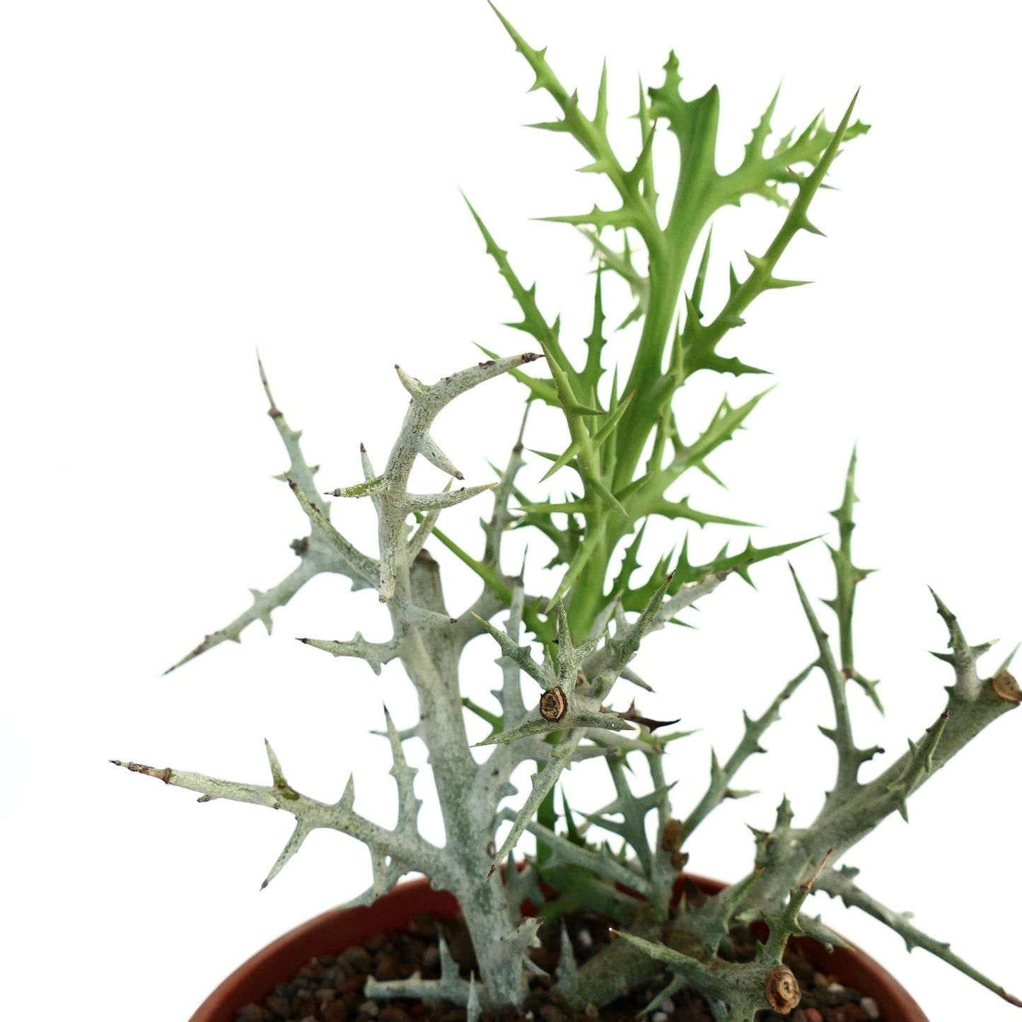 Detailed view of Euphorbia stenoclada with dense gray thorns and bright green new growth sprouting from the top.