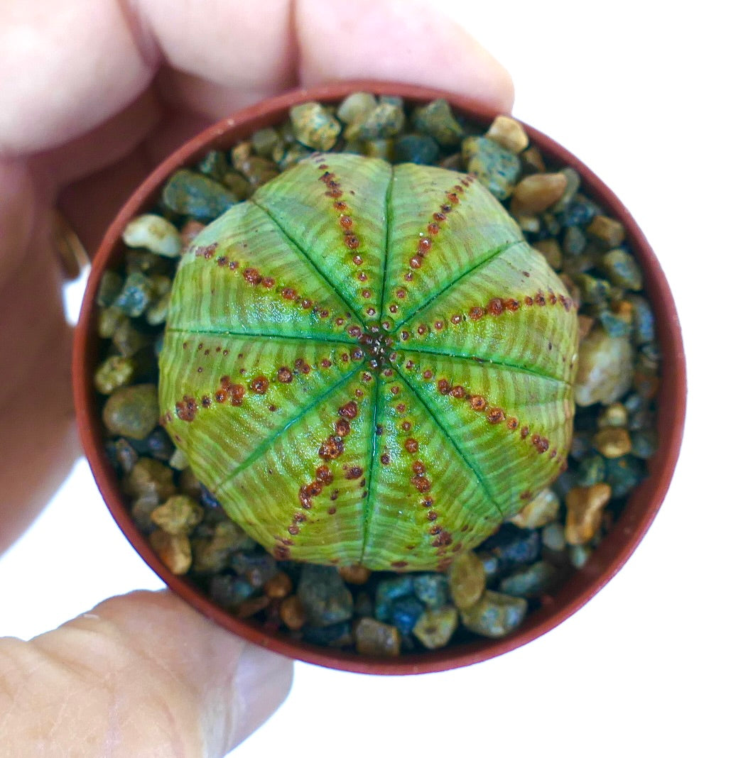 ユーフォルビア・シメトリカ | Botanical Archive | ユニークな