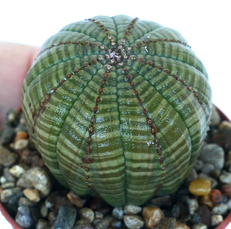 Angled view of Euphorbia symmetrica with distinct vertical ribs, green striped skin, and reddish dotted lines along the ridges in a pot with gravel.