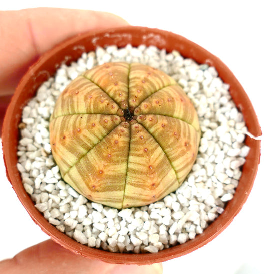 Euphorbia symmetrica succulent with rounded segmented body and subtle orange variegation in pot