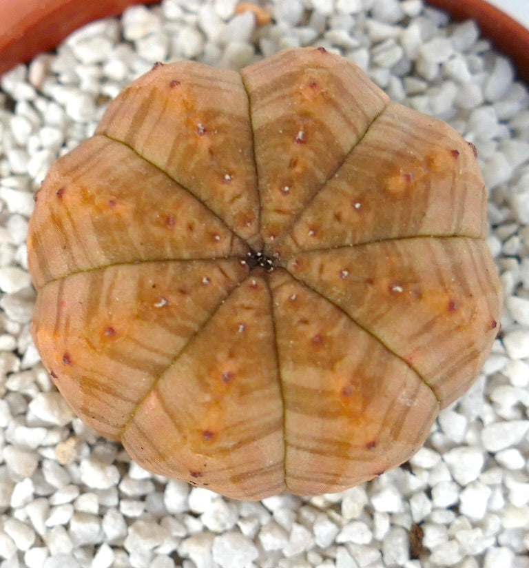Suculenta Euphorbia symmetrica con cuerpo redondeado acanalado y sutiles tonos naranja-marrón sobre grava blanca