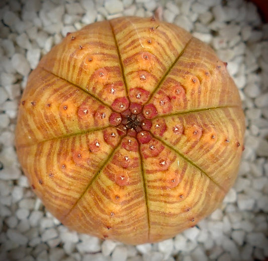 Euphorbia symmetrica seltene Sukkulente mit orangefarbenem, geripptem Muster und kleinen Stacheln