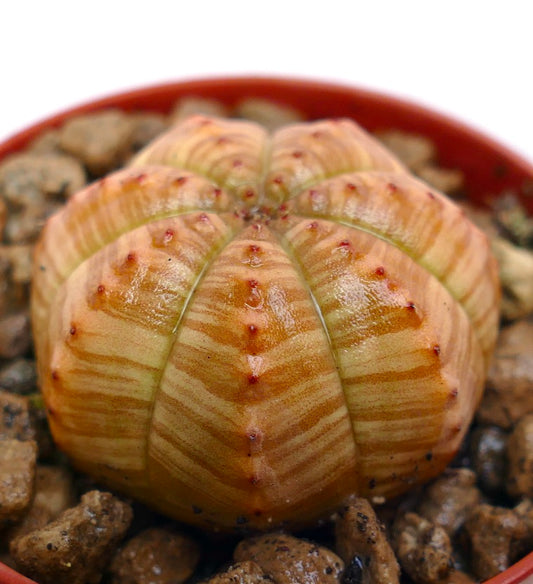 Euphorbia symmetrica rare succulent with ribbed orange-striped body and small red tubercles